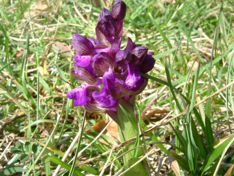 Orchis Morio